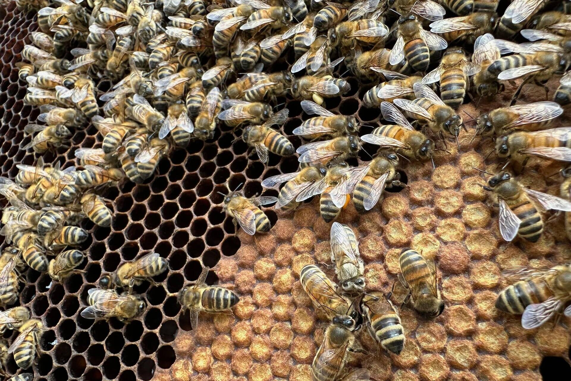 Az. Agricola Apicoltura Morati | Conosci le api e degusta il nostro miele