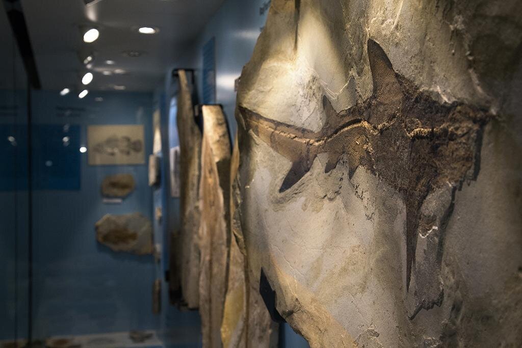 Bolca| The richest fossil deposit in the world (Italina only)