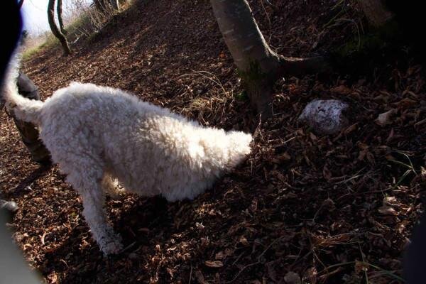 Truffle hunting in Valpolicella and tasting in a family home