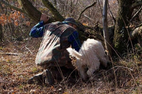 Truffle hunting in the forest of Verona