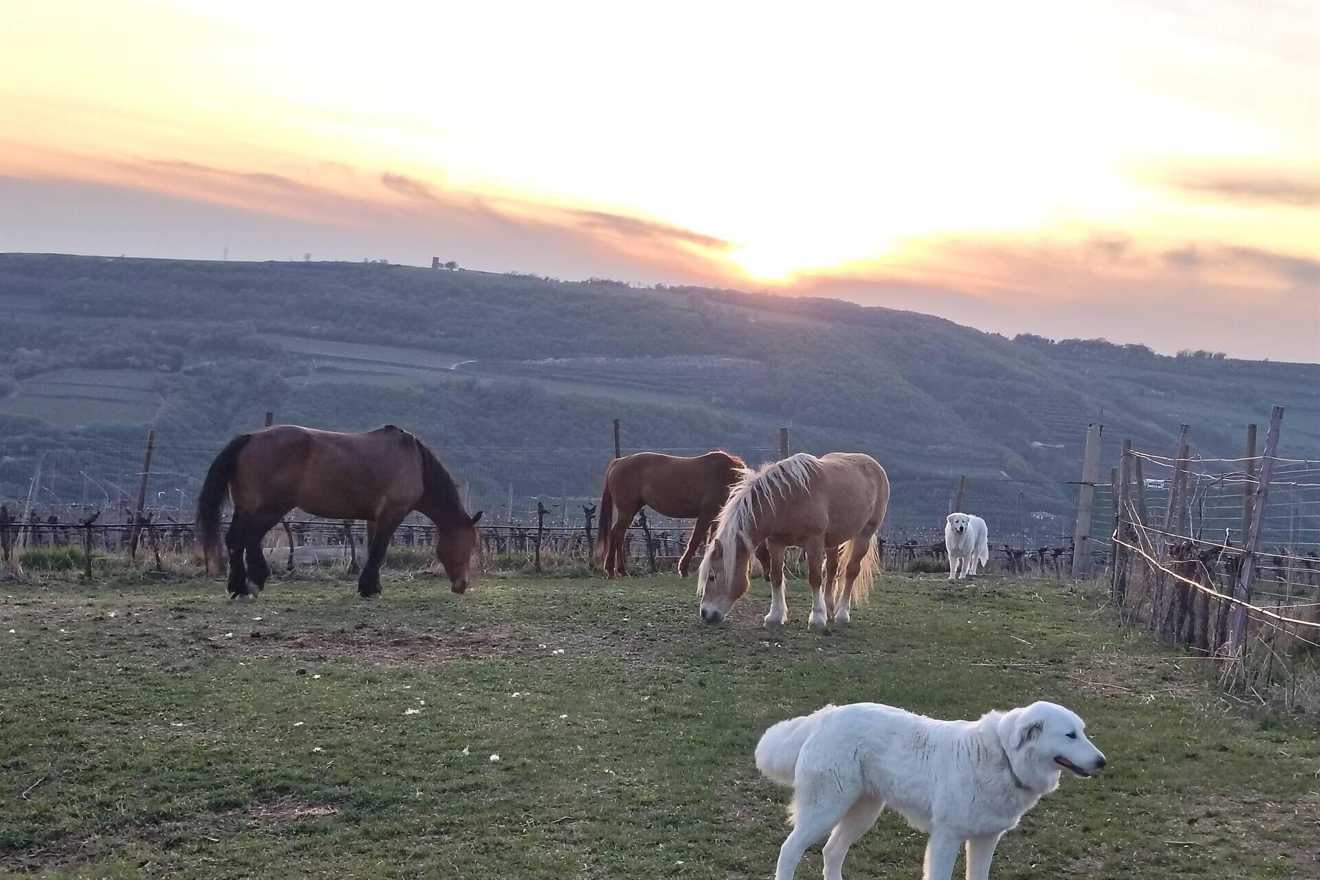 Cuddles in Farm & Homemade snack