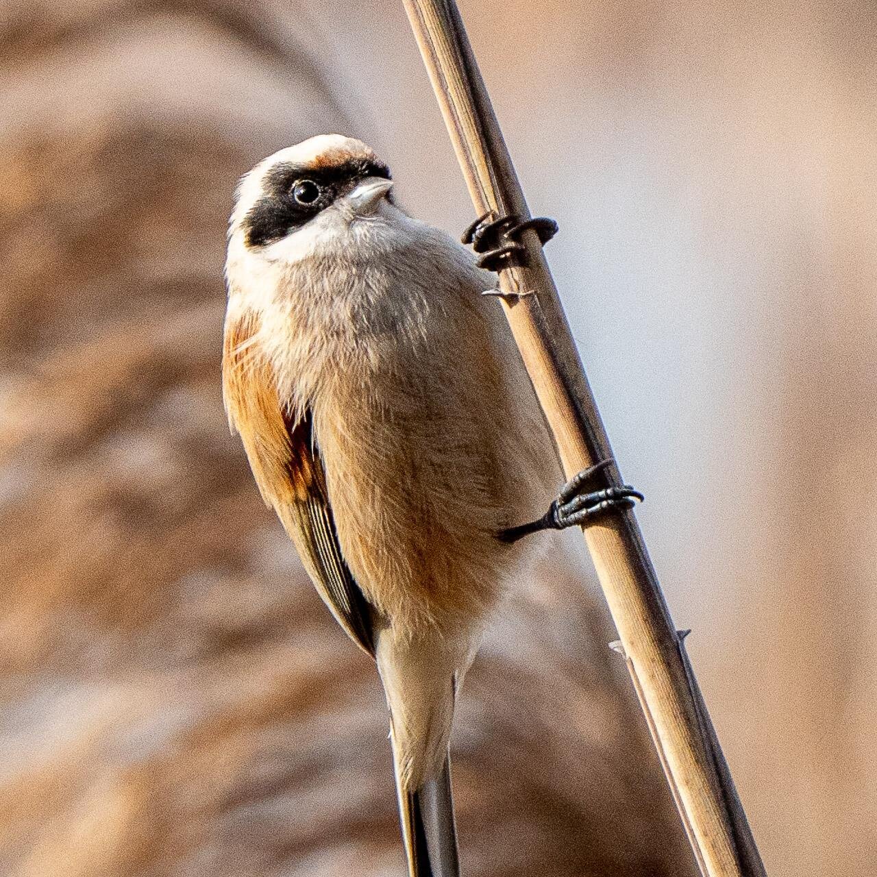 Family | Bird watching Lake Garda