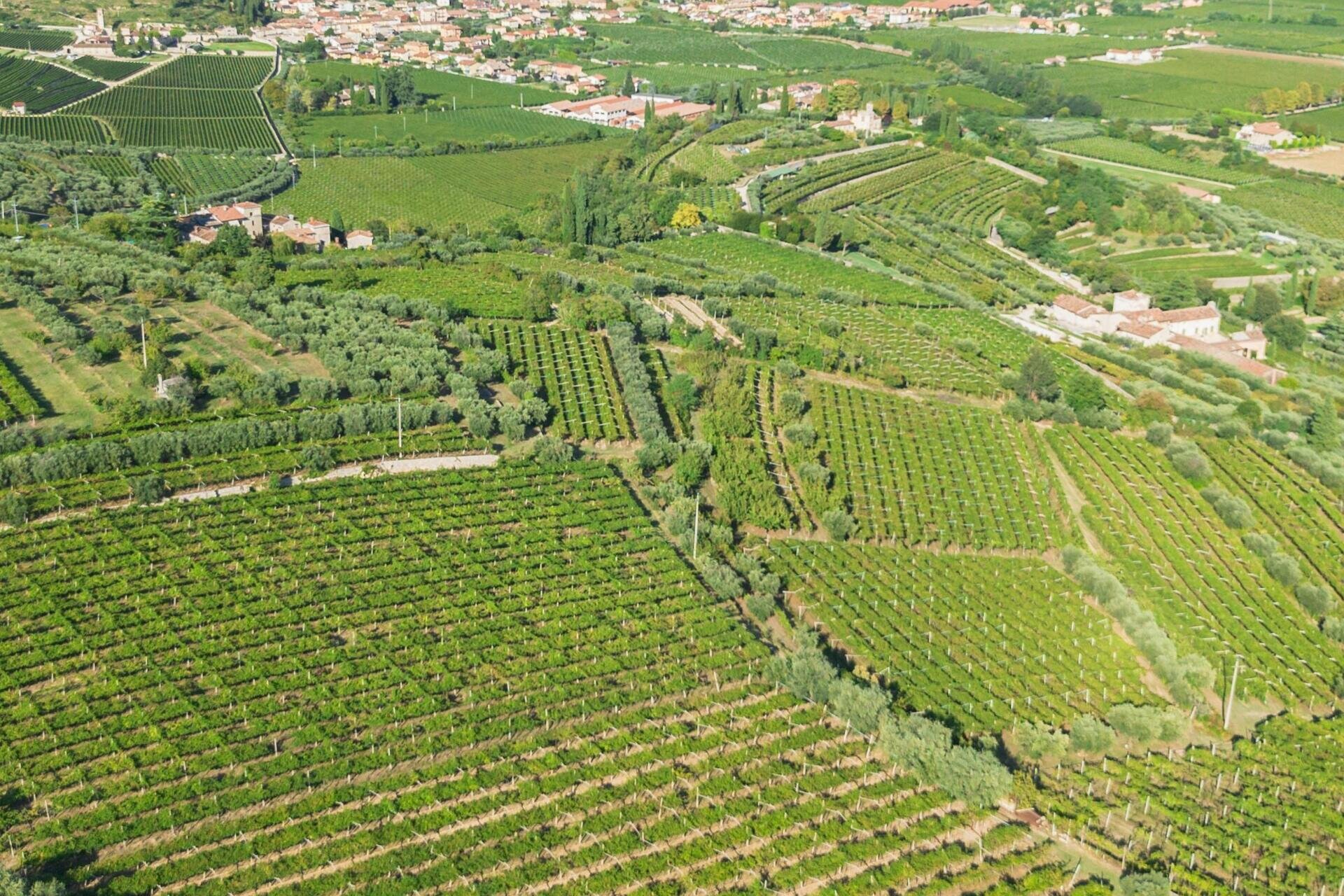 FLATIO| Wine Tasting in Valpolicella Classica with the producer