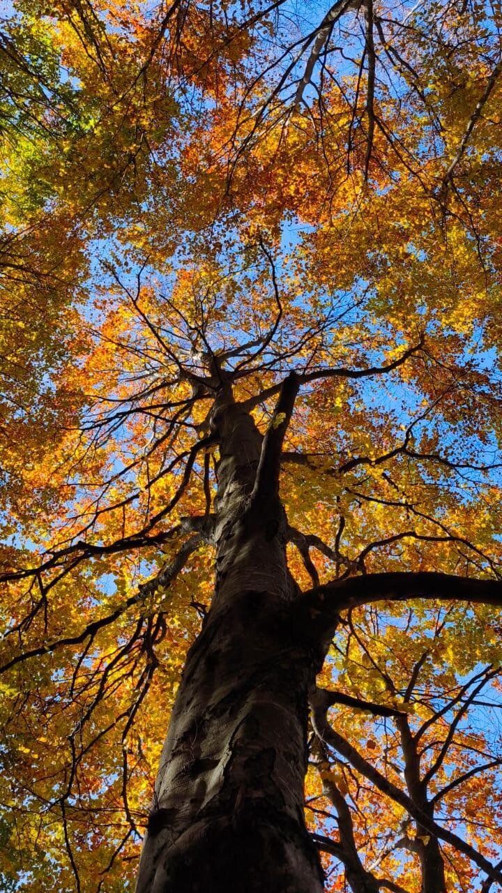 Forest bathing