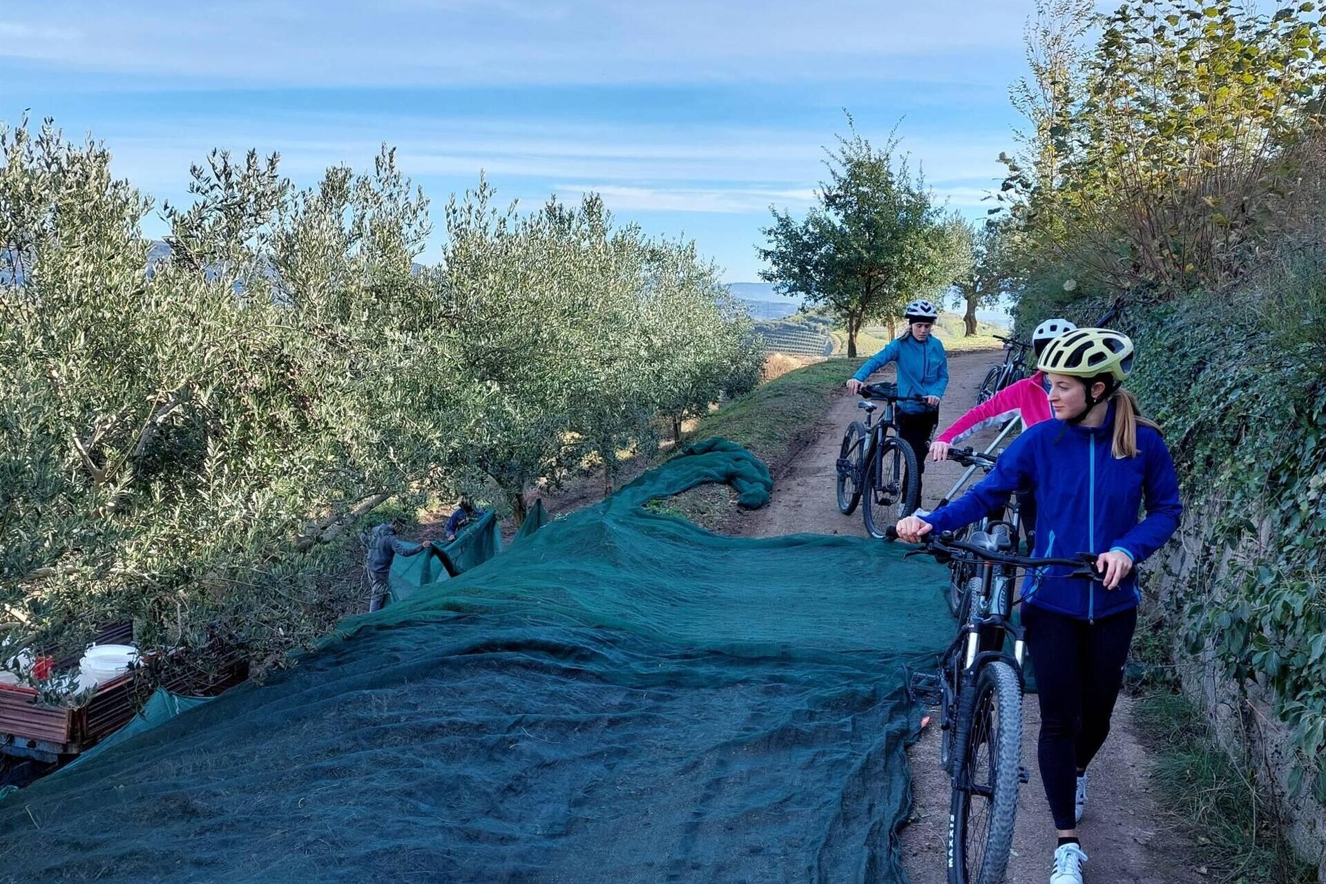 Olive Oil Bike Tour through Hills and Olive Groves