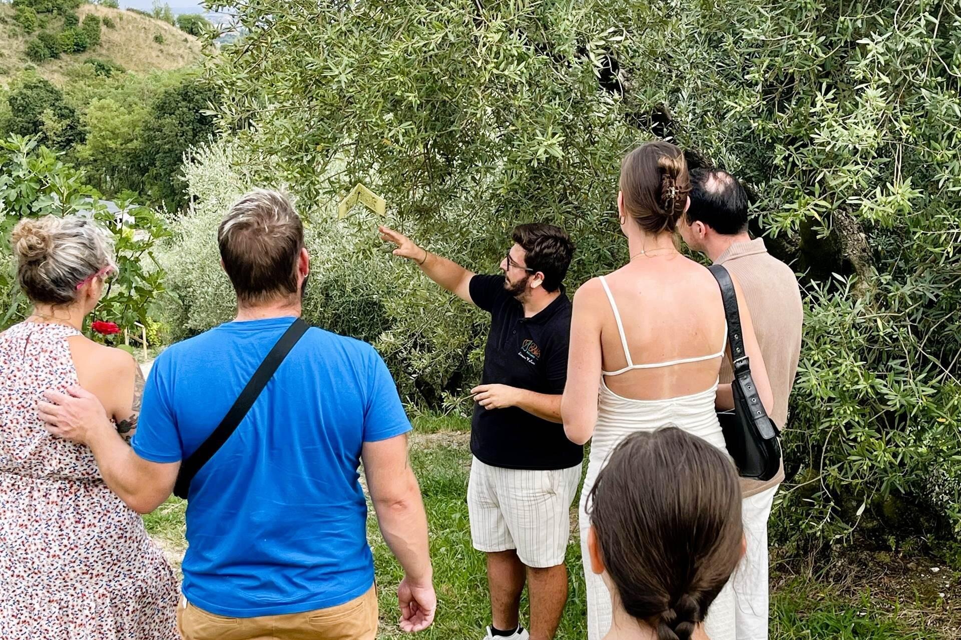 Olio Extravergine del Garda: Tour Panoramico ed Esperienza Sensoriale