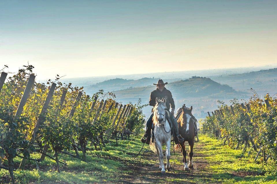 Passeggiata a cavallo tra i vigneti del Soave