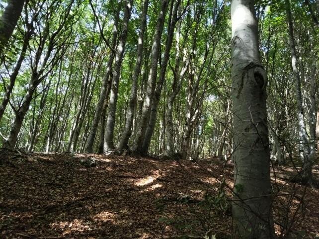 Recharge | Forest Bathing: An experience in the heart of nature