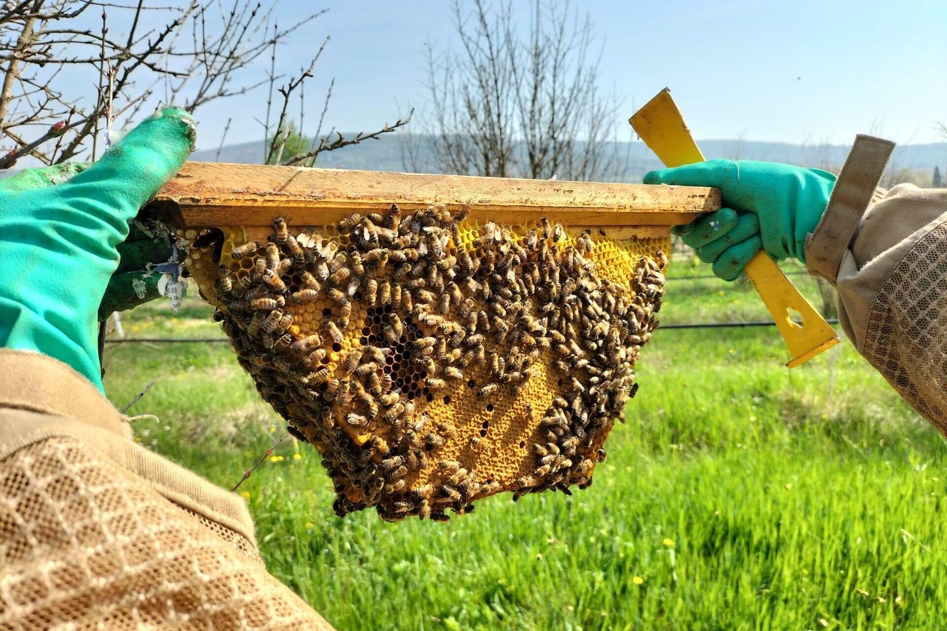 ROOTS | Il contadino custode della biodiversità