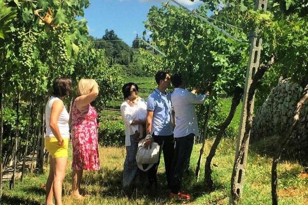 Discover Amarone and the historical wineries of Valpolicella (Sunday)