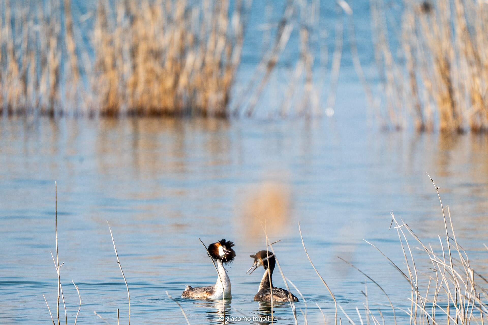 Solo adulti | Bird watching sul Lago di Garda