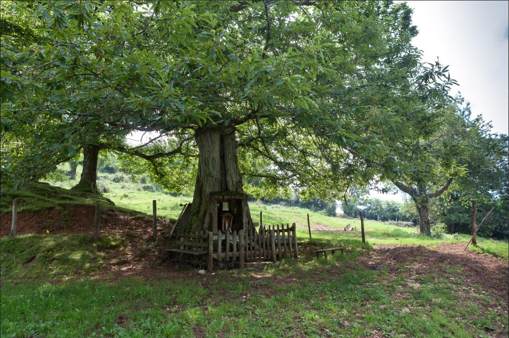 CASTAGNO DELLE VERGINE DEI LUMIN