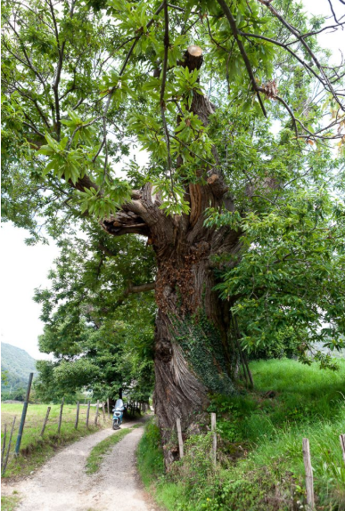 CASTAGNO DI FINTANORBOLE