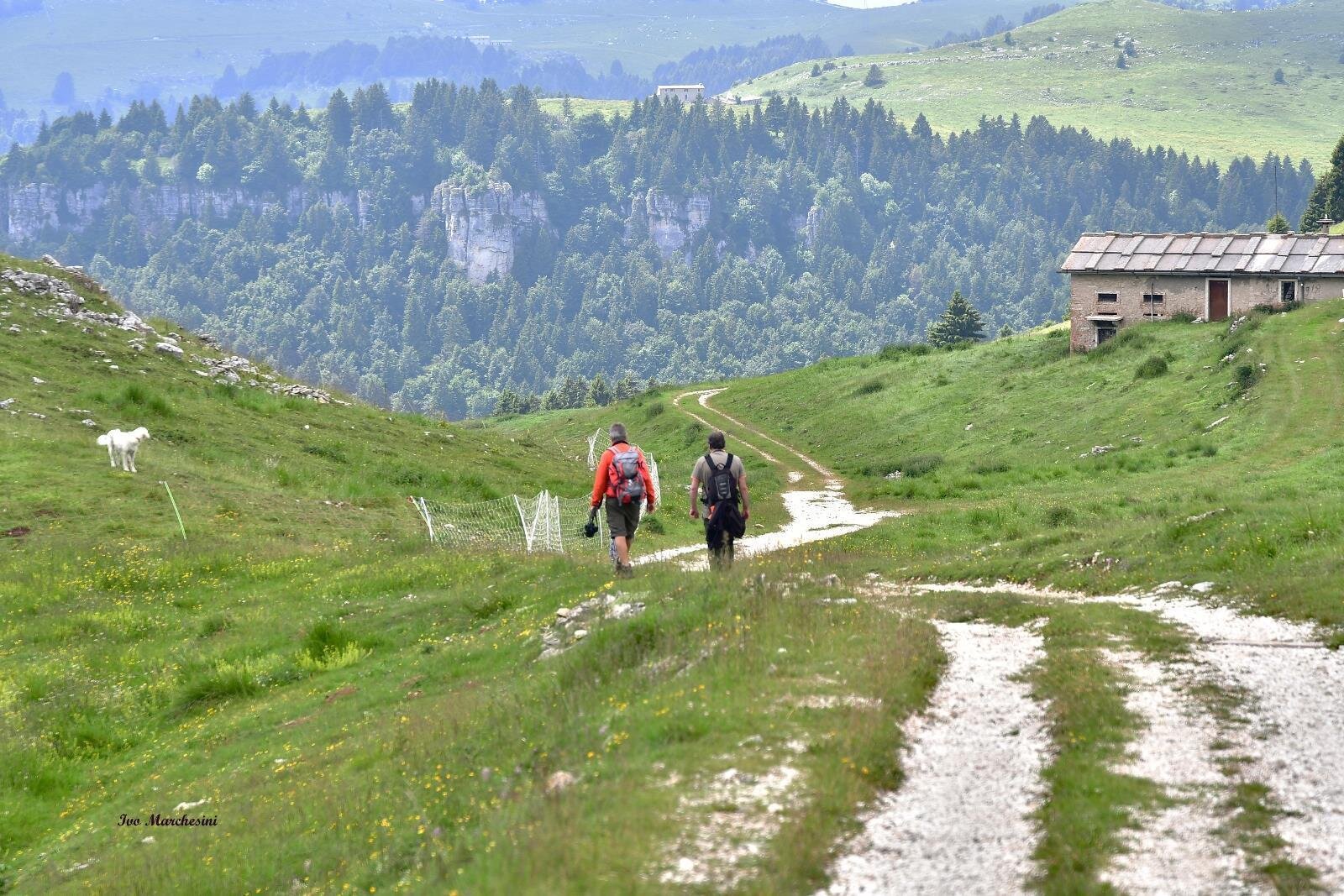 Foresta dei Folignani