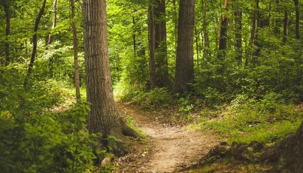 Foresta Demaniale di Giazza