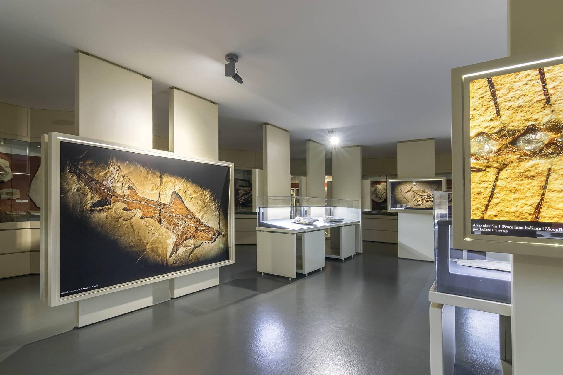 Museo dei Fossili di Bolca