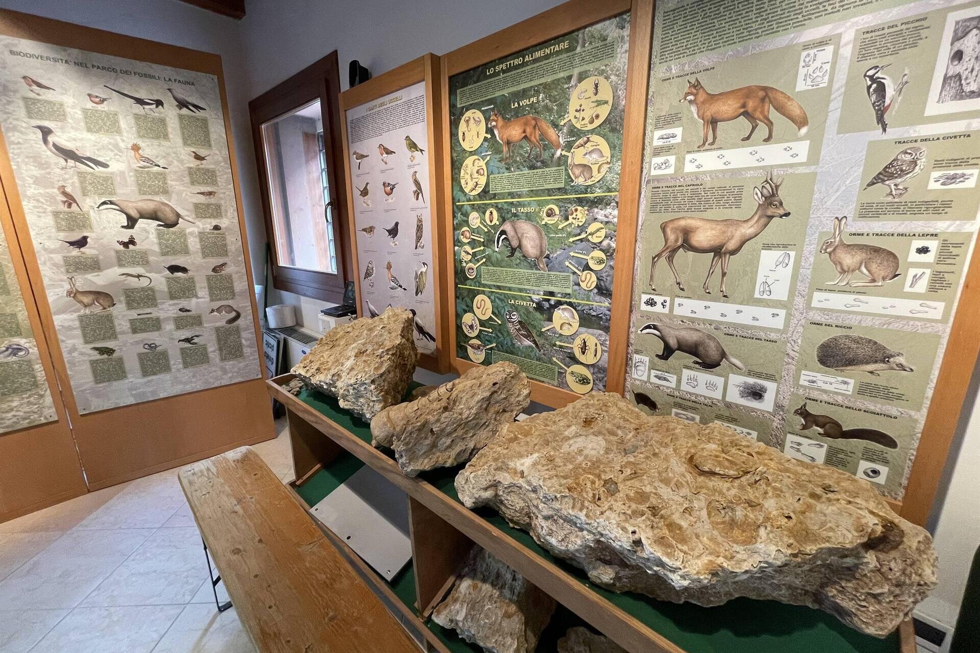 Museo Geopaleontologico di Roncà