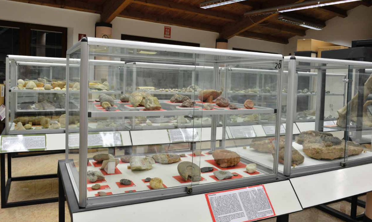 Museo Paleontologico e dell’ Origine del Territorio “Attilio Fedrigo”