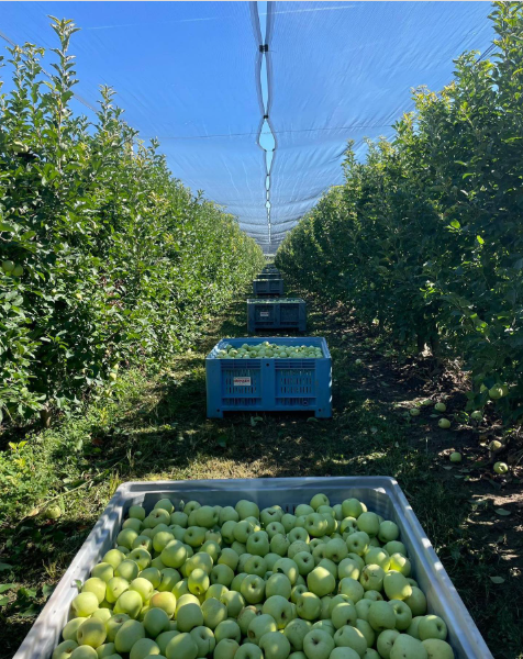 Azienda Agricola Andreoli