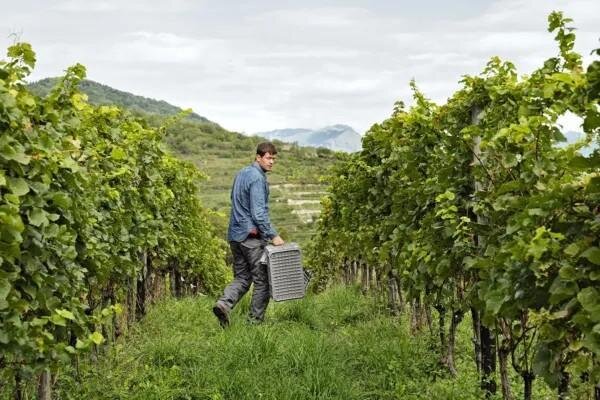 Azienda Agricola Daniele Piccinin
