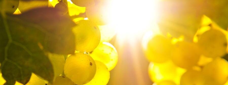 Images Trn 1 F3fe8496 6f05 4eb7 B49d D1a9cd4b40df 99 Image