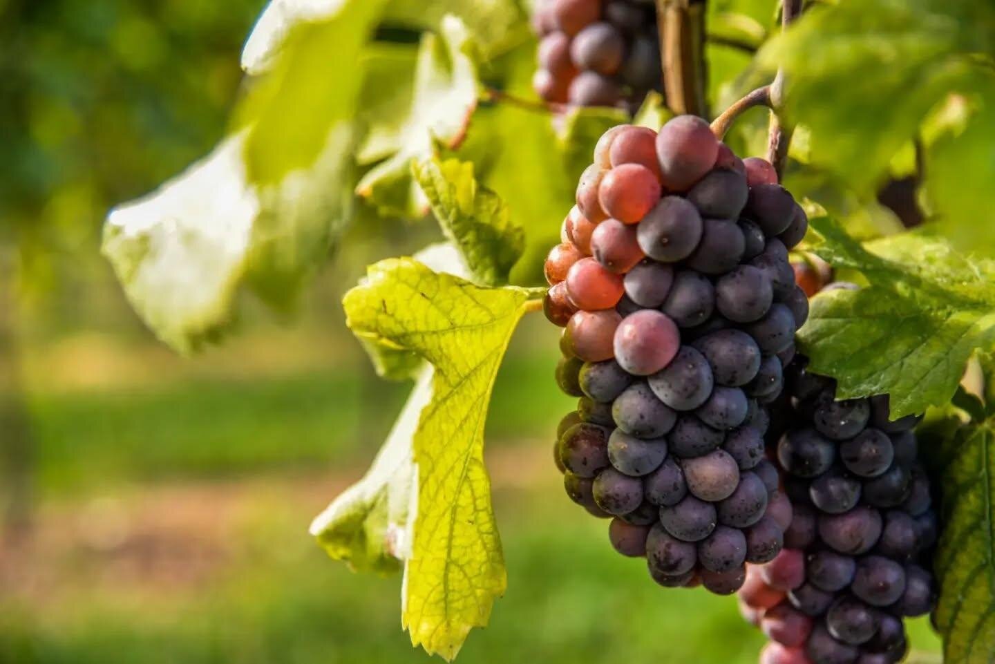 Cantina di Monteforte D'Alpone