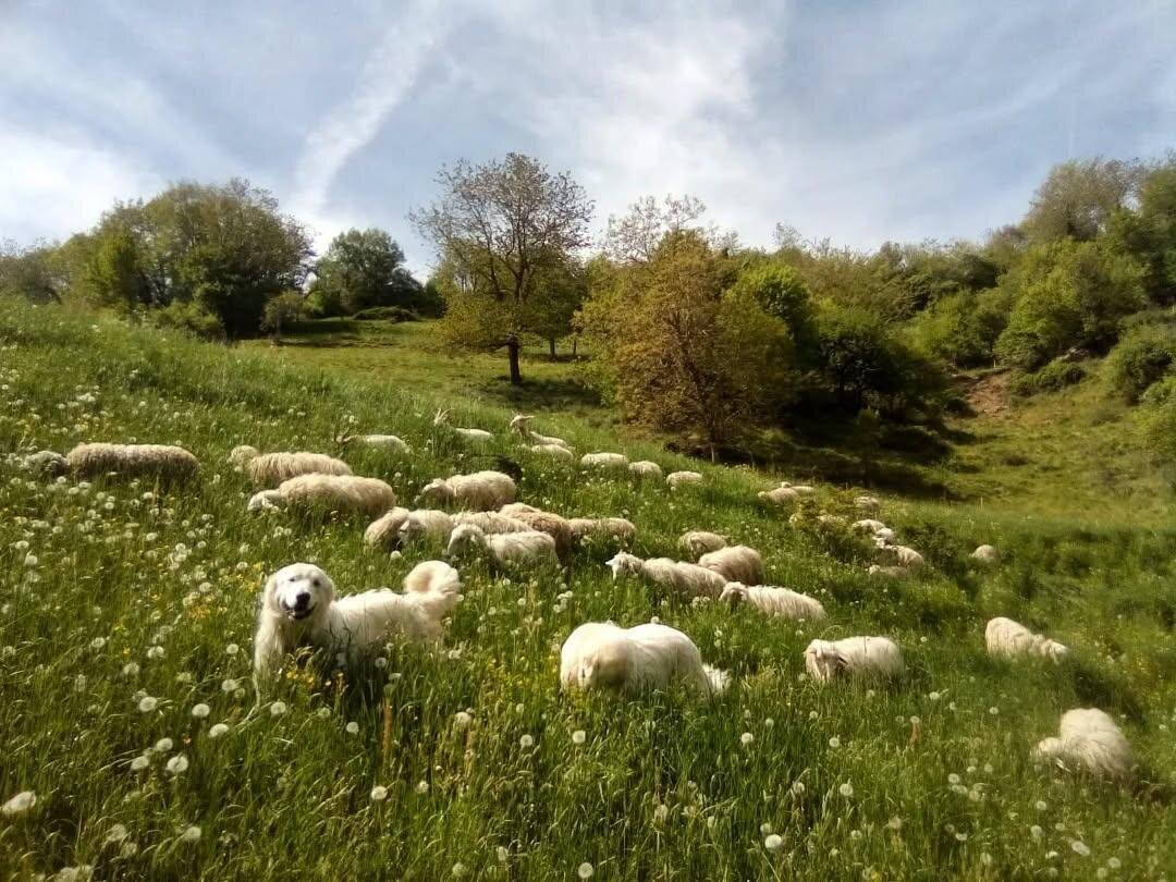 La Pecora del Bosco