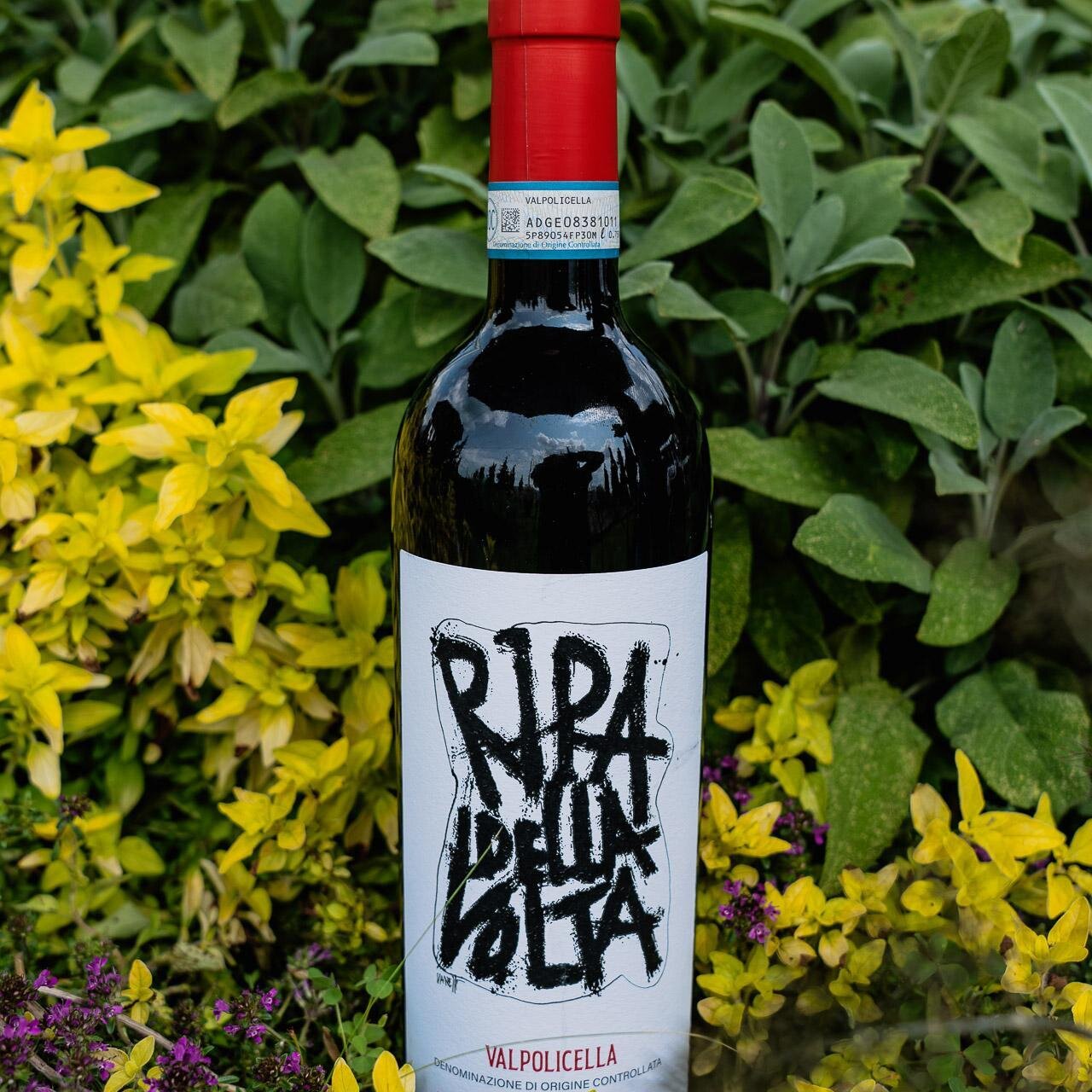 Ripa della Volta