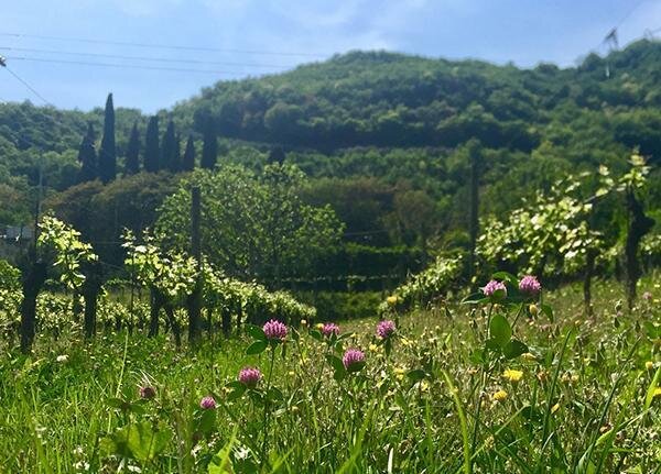 Società agricola Corte Scaletta