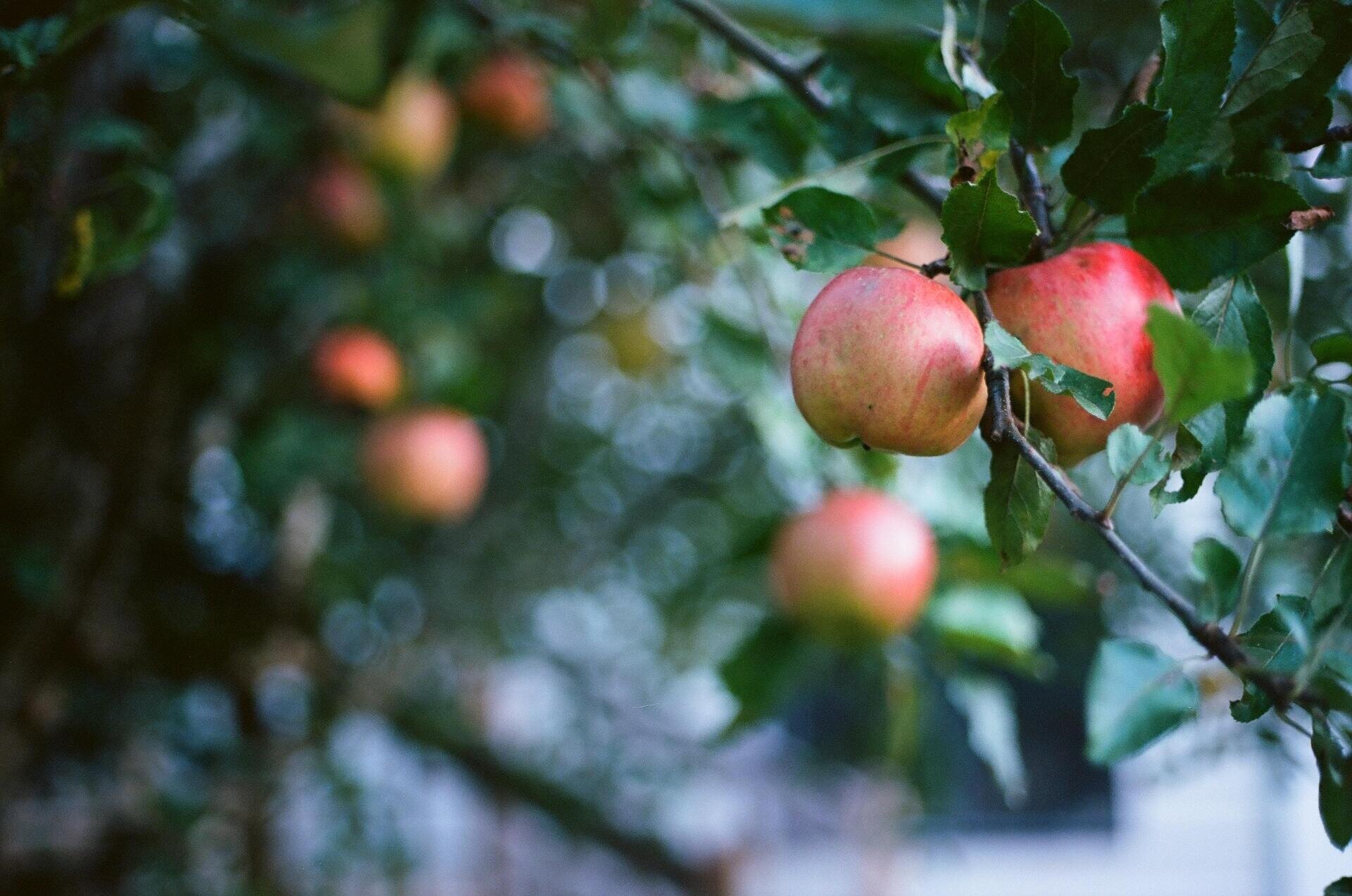 Impronta Agricola